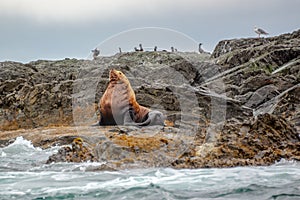 Steller Sea lion on a rock in Tofino, Vancouver island, British Columbia Canada