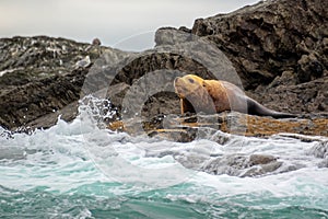 Steller Sea lion on a rock in Tofino, Vancouver island, British Columbia Canada