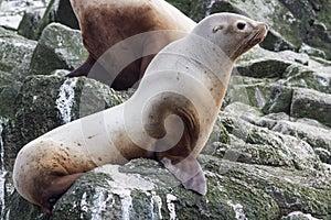 Steller sea lion sitting on a rock island in the Pacific