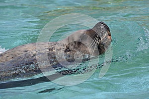 Steller Sea Lion swimming