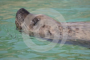 Steller Sea Lion swimming