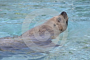 Steller Sea Lion in water