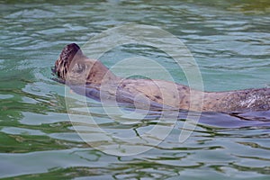 Steller Sea Lion in water