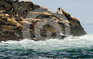 Steller Sea Lions