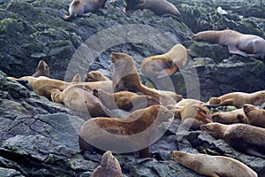 Steller Sea Lions   841960