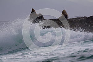 Steller Sea Lions   841963