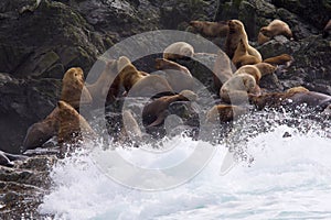 Steller Sea Lions  841964