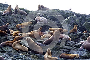 Steller Sea Lions  842782