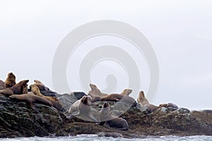 Steller Sea Lions   845382