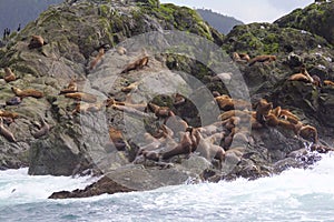 Steller Sea Lions  845387