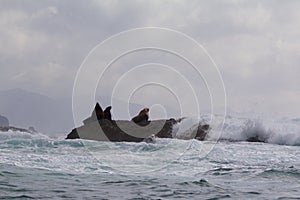 Steller Sea Lions   845394