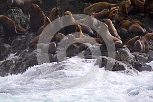 Steller Sea Lions  845396