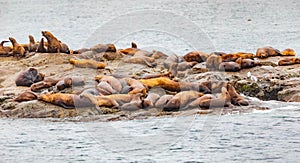Steller sea lions from gulf of alaska Whittier cruise