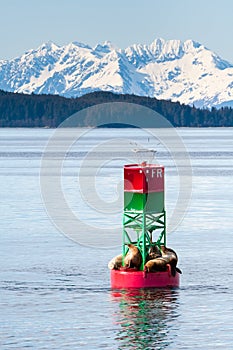 Steller sea lions resting on a navigational buoy in Alaska