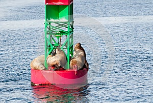 Steller sea lions resting on a navigational buoy in Alaska