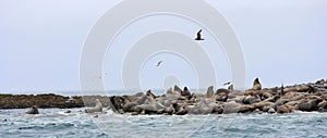 Steller Sea lions and Seagulls