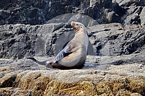 Steller sea lions at their rookery in Gwaii Haanas National Park Reserve