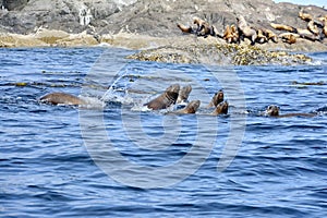 Steller sea lions at their rookery in Gwaii Haanas National Park Reserve