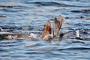 Steller sea lions at their rookery in Gwaii Haanas National Park Reserve