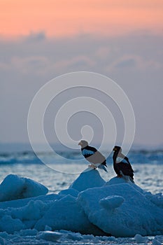 Steller Zeearend, Steller's Sea-eagle, Haliaeetus pelagicus