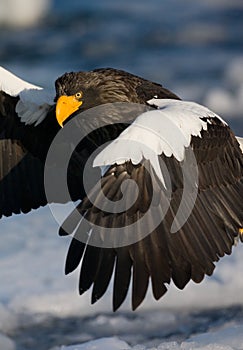 Steller-zeearend, Steller's Sea-eagle, Haliaeetus pelagicus