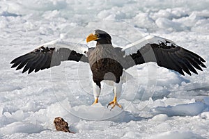 Steller Zeearend, Steller's Sea-eagle, Haliaeetus pelagicus