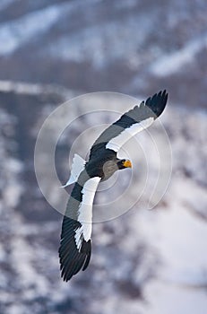 Steller-zeearend, Stellers Sea-eagle, Haliaeetus pelagicus