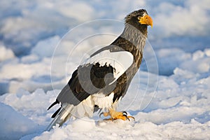 Steller-zeearend, Stellers Sea-eagle, Haliaeetus pelagicus