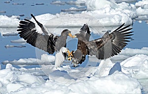 Steller-zeearend, Stellers Sea-eagle, Haliaeetus pelagicus