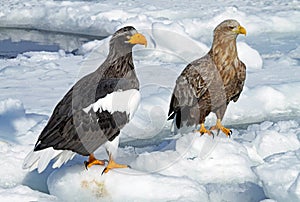 Steller-zeearend, Stellers Sea-eagle, Haliaeetus pelagicus, Zeearend, White-tailed Eagle, Haliaeetus albicilla