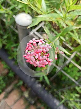 Stellera is a genus of flowering plants in the Thymelaeaceae family