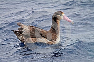 Stellers Albatros, Short-tailed Albatross, Phoebastria albatrus