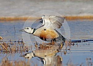 Stellers Eider; Steller\'s Eider; Polysticta stelleri