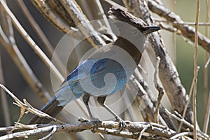 Stellers Gaai, Stellers Jay, Cyanocitta stelleri