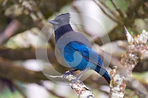 Stellers jay