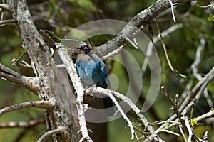 Stellers Jay