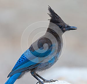 Stellers Jay