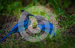 Stellers Jay Bird Feeding photo