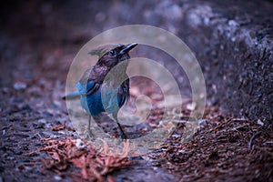 Stellers Jay Bird