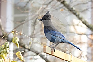 Stellers Jay bird