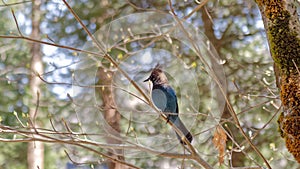 Stellers jay on branch photo