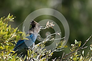 Stellers Jay photo