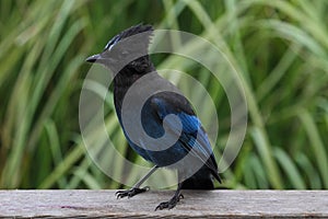 Stellers Jay (Cyanocitta stelleri)