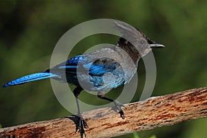 Stellers Jay (Cyanocitta stelleri) on a perch photo