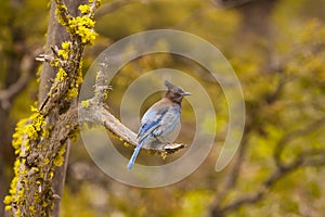 Stellers jay / Cyanocitta stelleri in Yosemite National Park photo