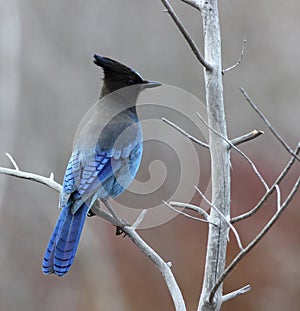 Stellers Jay