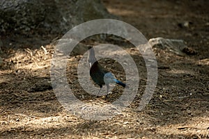 Stellers Jay Stands On Pine Straw Covered Ground