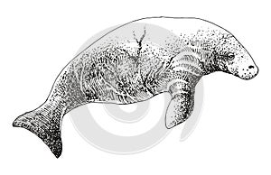 Stellers sea cow extinct animal sketch