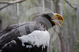 Stellers Sea Eagle photo