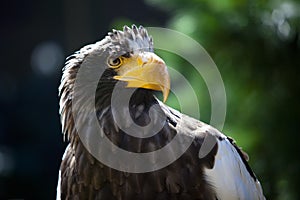 Stellers Sea Eagle
